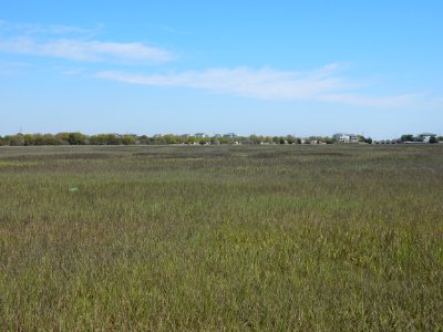 scene salt marsh Lee's nature park ncwetlands KG (3)