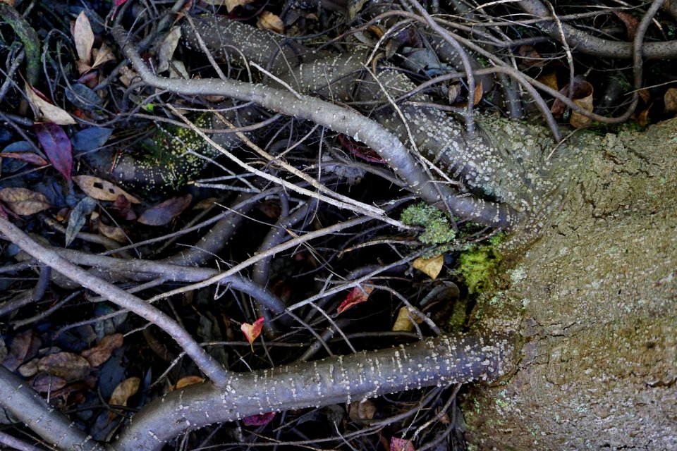 hypertrophied lenticels Stones Creek Game Land ncwetlands KG (1)
