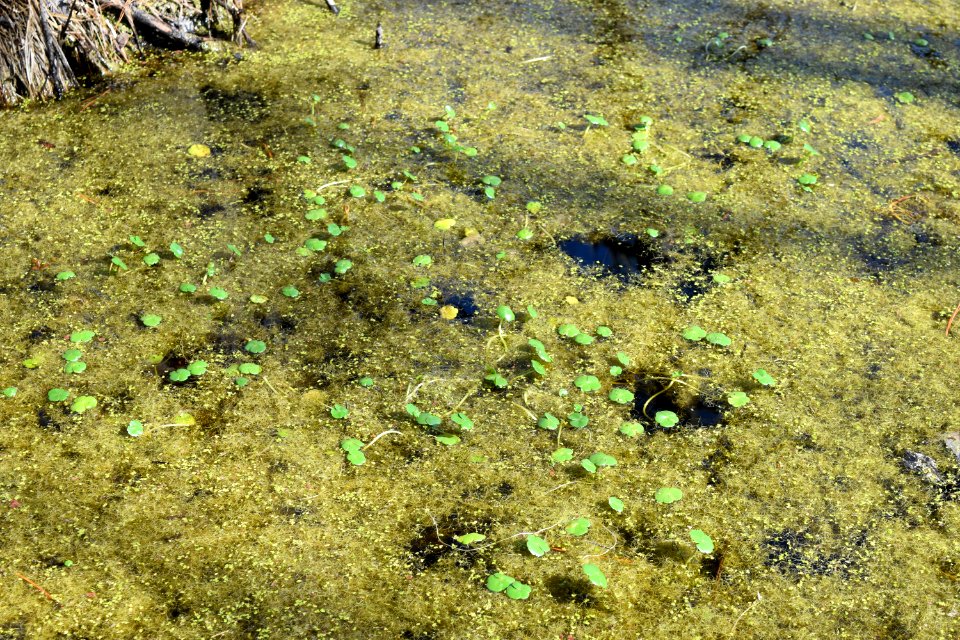 A Time For Science ncwetlands AM (36)