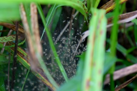 invertebrate hatching spiders Morse Park ncwetlands AM (28)