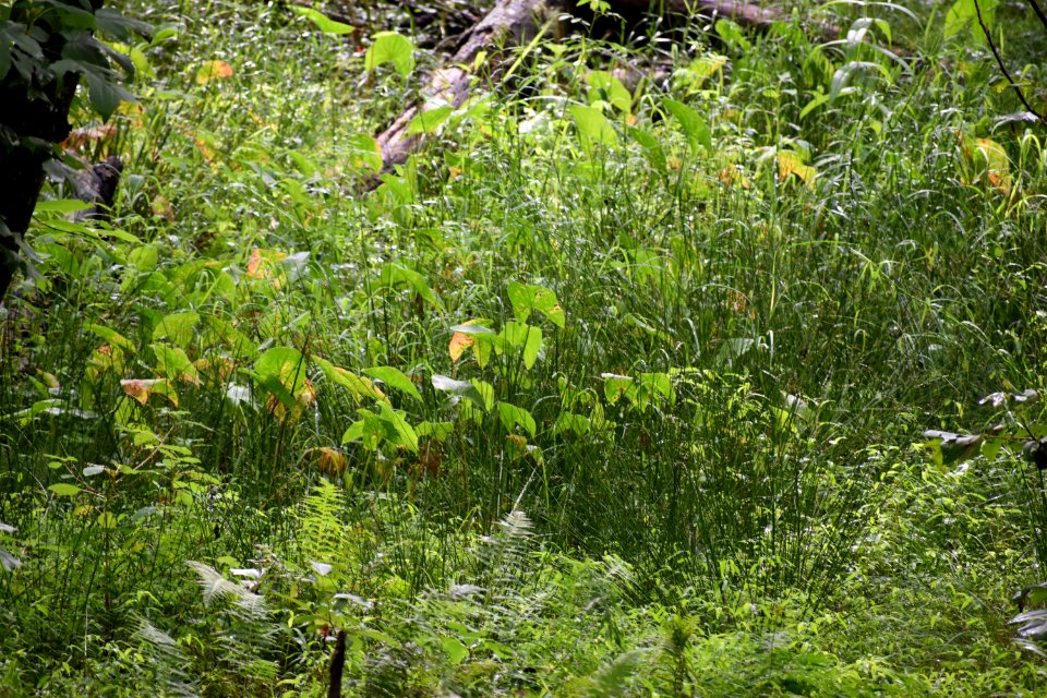 plant Sagittaria and Juncus dupont state rec forest ncwetlands AM (24)