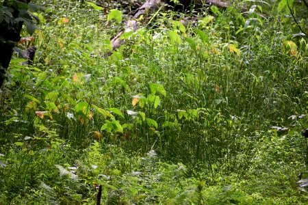 plant Sagittaria and Juncus dupont state rec forest ncwetlands AM (24)