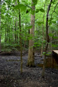 scene swift creek bluffs ncwetlands AM (14)