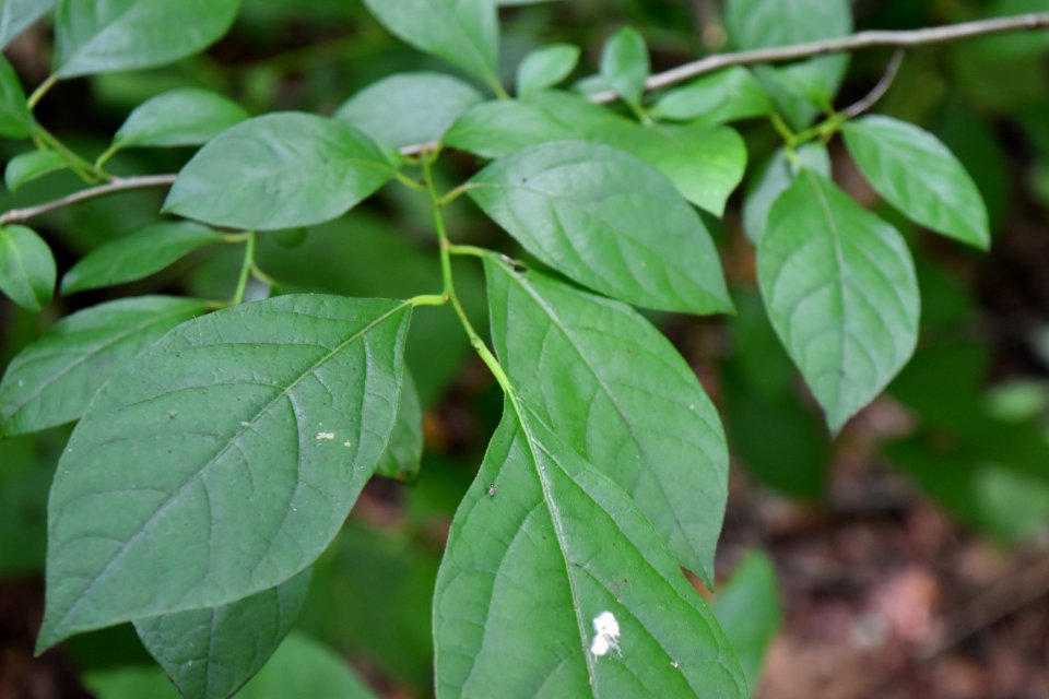 plant spice bush Needmore Game Land ncwetlands AM (3)
