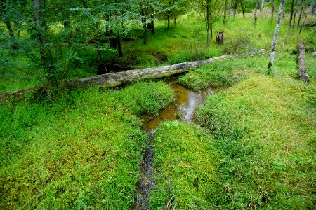 scene Abbotts Creek Trail ncwetlands KG (2)