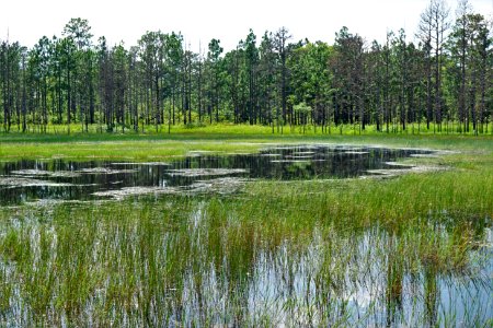 scene 17 frog pond KG (43)