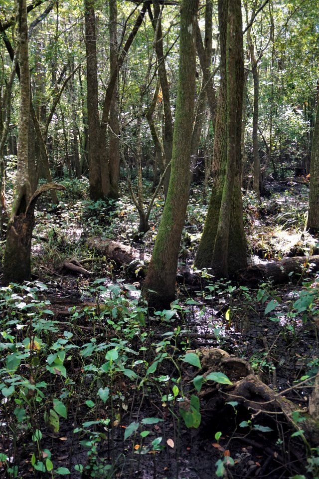 scene riverine swamp forest Cape Fear Wetlands Game Land ncwetlands KG (5)