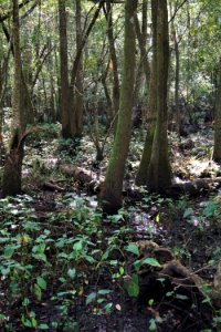 scene riverine swamp forest Cape Fear Wetlands Game Land ncwetlands KG (5)