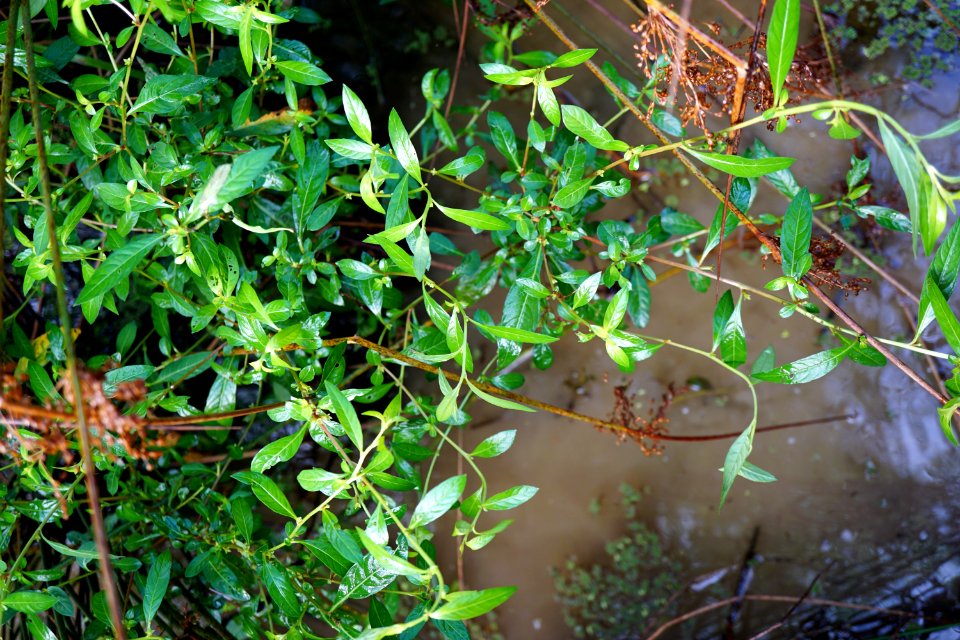 ludwigia glandulosa Sandy Creek Park KG (2)
