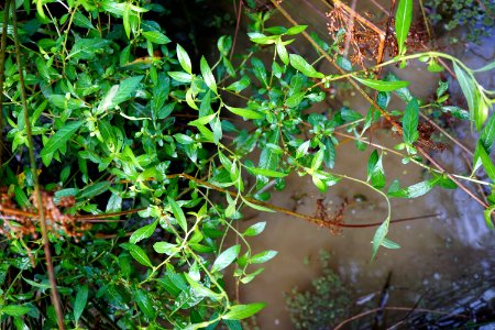 ludwigia glandulosa Sandy Creek Park KG (2)