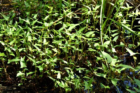 plant Alligator River NWR ncwetlands am (125)