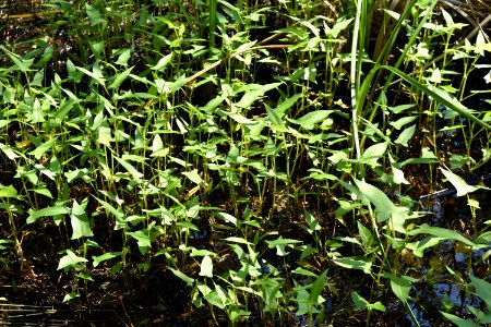 plant Alligator River NWR ncwetlands am (125) photo