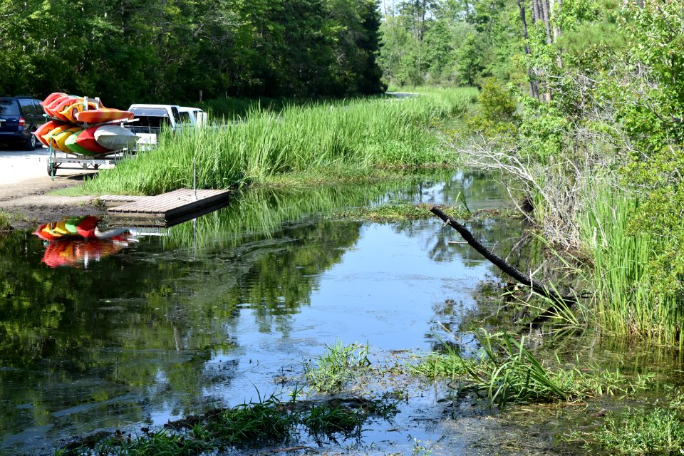 scene Alligator River NWR ncwetlands am (24)