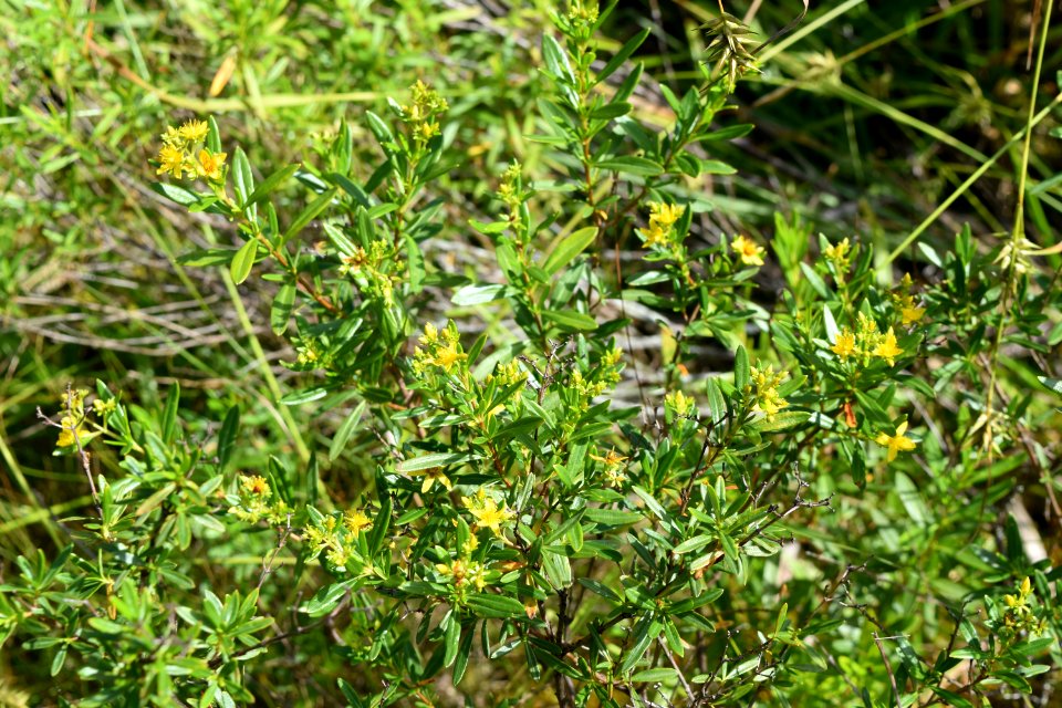 plant Hyperiucum nudiflorum Panthertown Valley Bog ncwetlands am (26)
