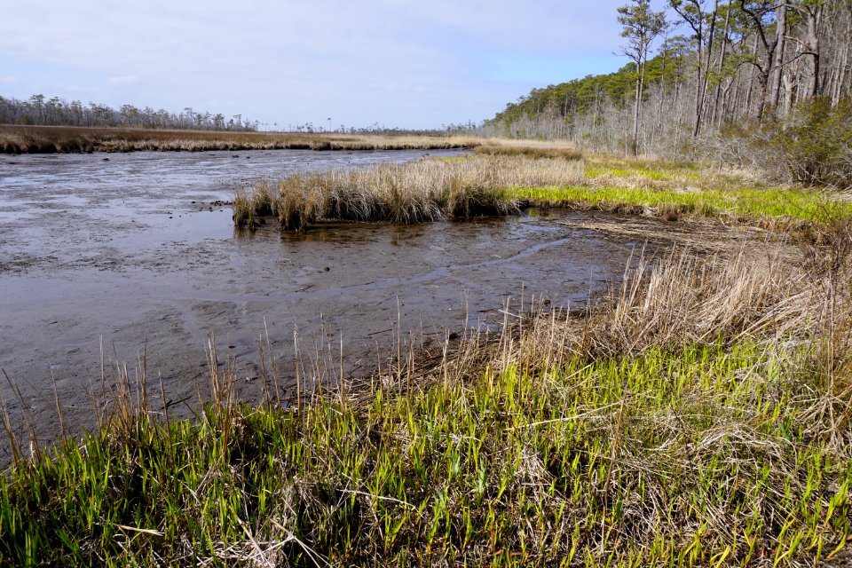 scene Mackay Island NWR ncwetlands KG (11)