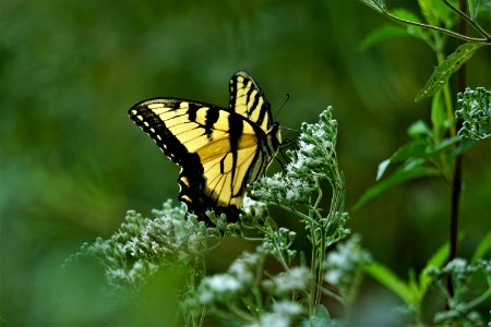 invertebrate swallowtail Lake Crabtree County Pk ncwetlands KG (33)