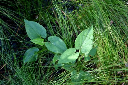 plant lizards tail Alligator River NWR ncwetlands am (121)