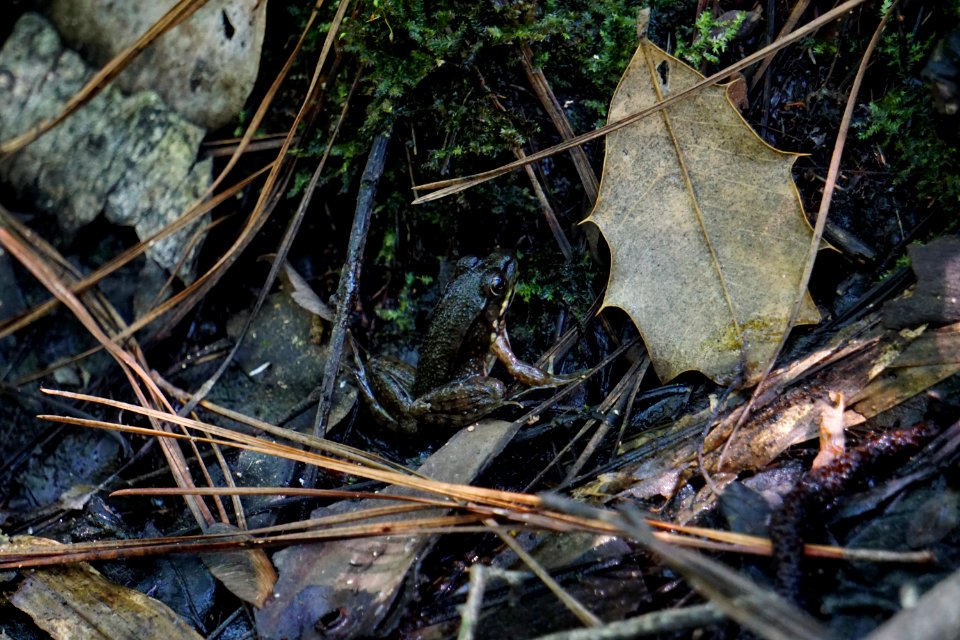 amphibian leopard frog Alligator River NWR ncwetlands KG (16)