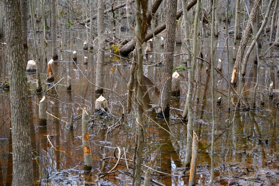 mammal beaver evidence Tillery Gamelands ncwetlands KG (2)
