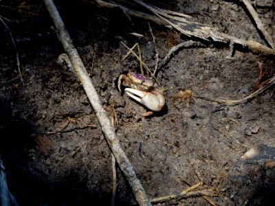 invertebrate fiddler crab at burrow Lee's nature park ncwetlands KG