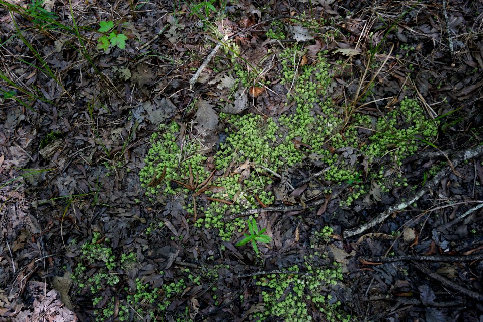 plant sphagnum moss Uwharrie Nat Forest ncwetlands KG (16)