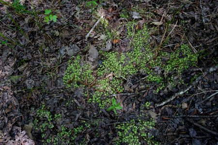 plant sphagnum moss Uwharrie Nat Forest ncwetlands KG (16)