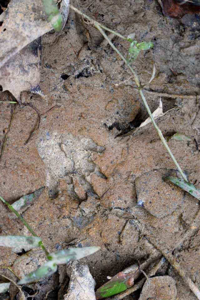 mammal raccoon track Crooked Run Wildlife Management Area NC Wetlands AM (13)