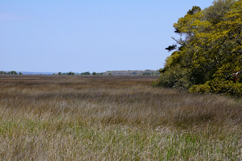 scene brackish marsh fort fisher state historic site ncwetlands KG (1)