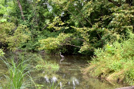 bird great blue heron Beaver Lake bird sanctuary ncwetlands AM (34)