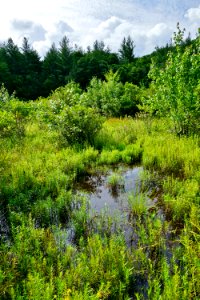 scene Panthertown Bog ncwetlands KG (72)