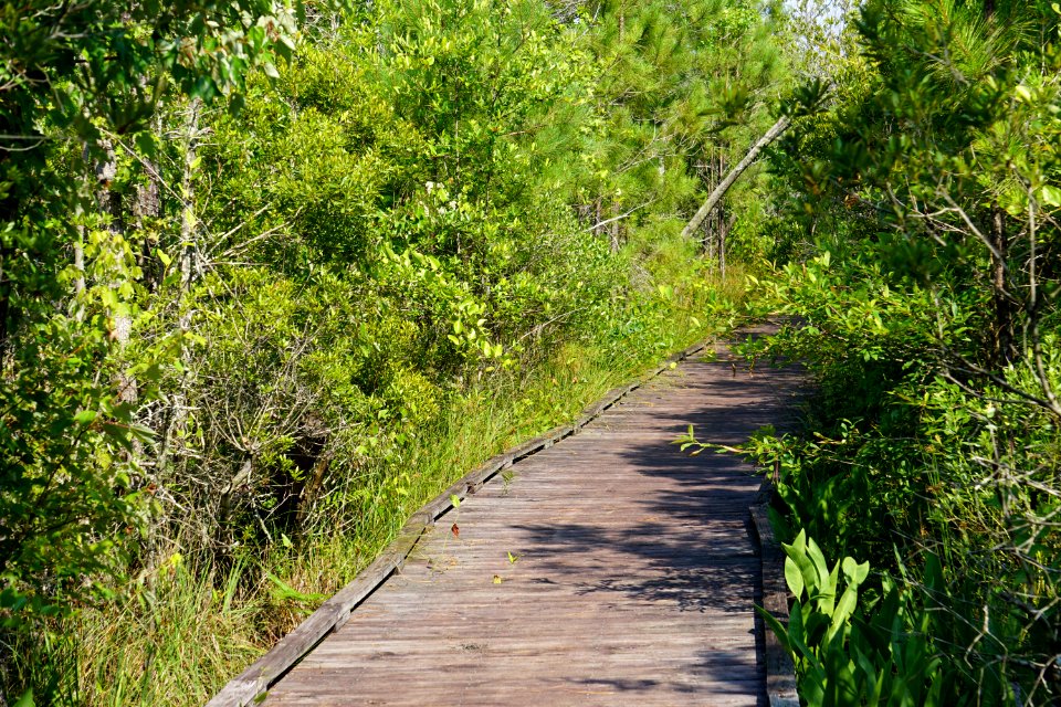 scene Sandy Ridge Trail Alligator River NWR ncwetlands KG (7)