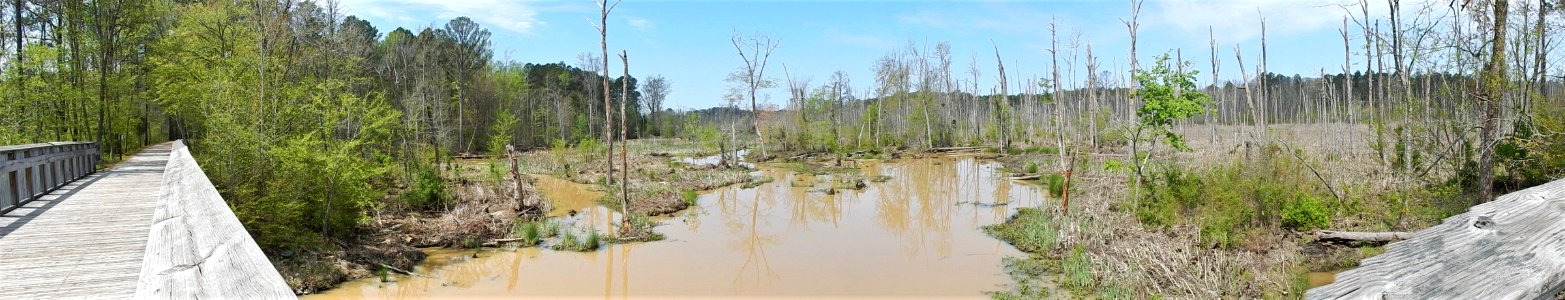 scene jordan game land beaver crk ncwetlands KG (15)