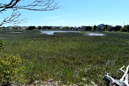 scene salt marsh Lee's Nature Park ncwetlands AM (20)