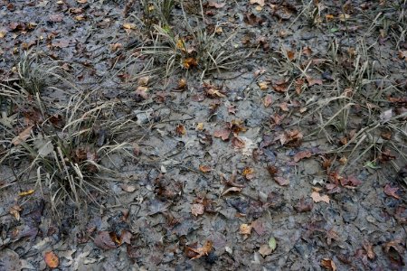sediment flooding evidence Crooked Run Wildlife Mngmnt Area ncwetlands KG (2)
