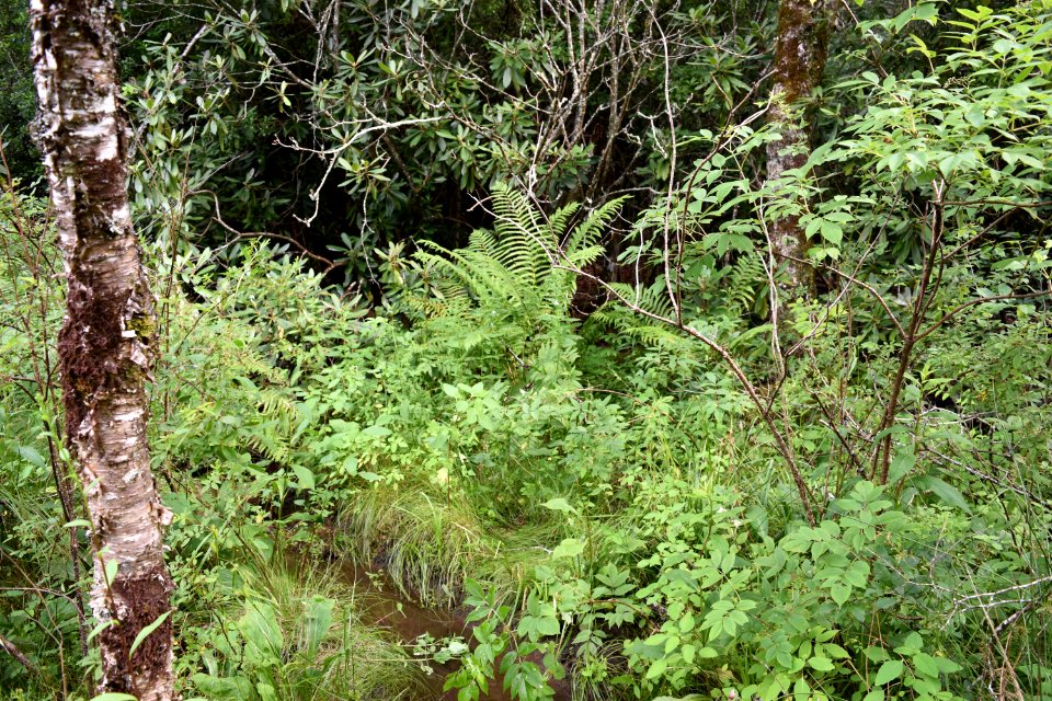 scene White Oak Bottom at Standing Indian Campground ncwetlands AM (6)
