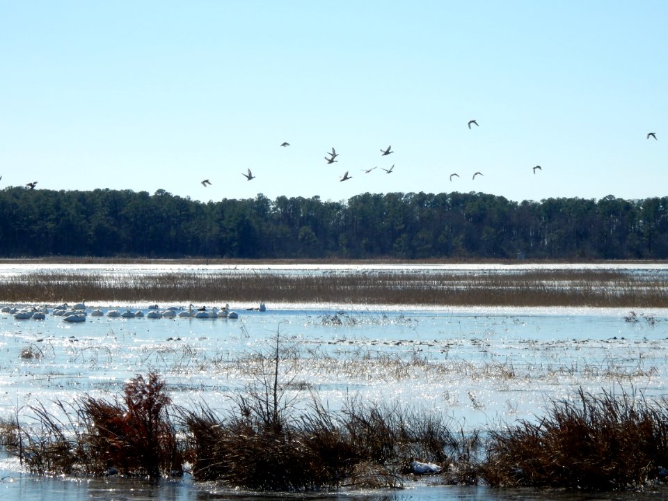 scene winter Mattamuskeet NWR KG (11)