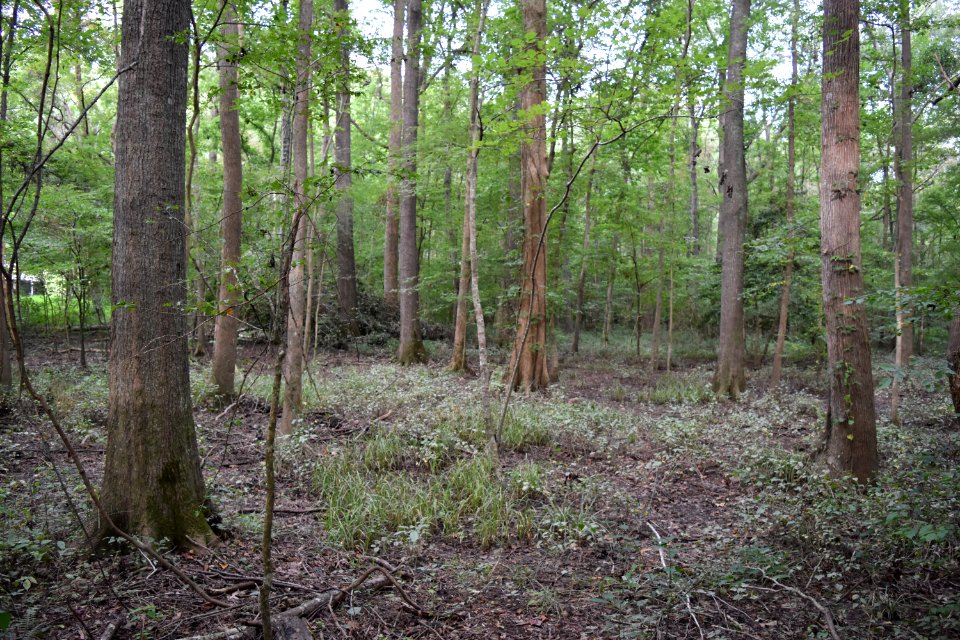 scene swift creek bluffs ncwetlands AM (1)