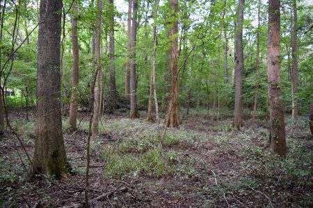 scene swift creek bluffs ncwetlands AM (1)