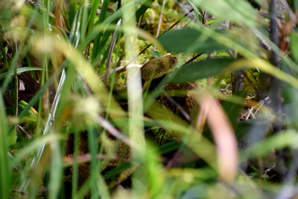 reptile timber rattlesnake Panthertown Valley Bog ncwetlands am (30)