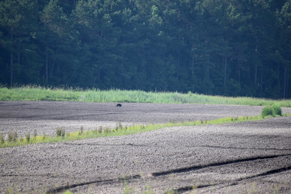 mammal bear Alligator River NWR ncwetlands am (82)