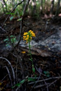 plant orchid Stones Creek Game Land ncwetlands KG (2)