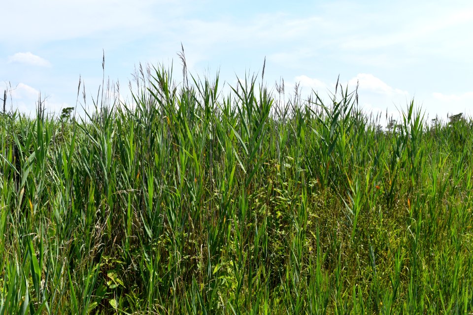scene Alligator River NWR ncwetlands am (4)