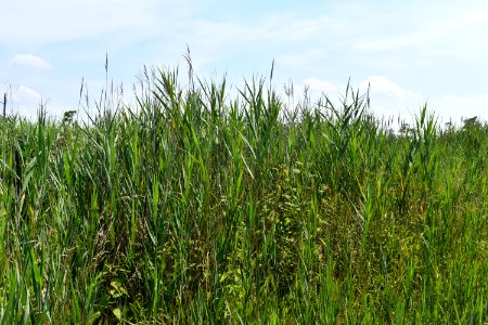 scene Alligator River NWR ncwetlands am (4) photo