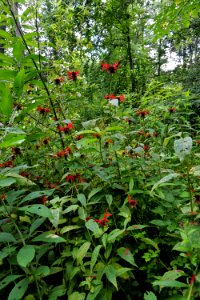 plant cardinal flower Village Green Cashiers ncwetlands KG (1)