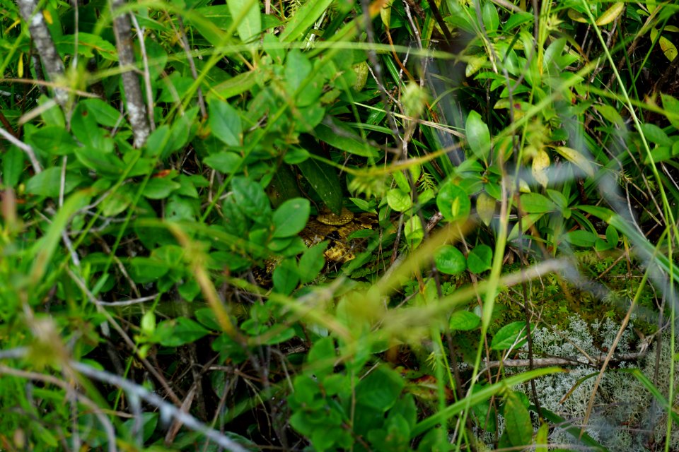 reptile beautiful timber rattlesnake Panthertown Bog ncwetlands KG (2)