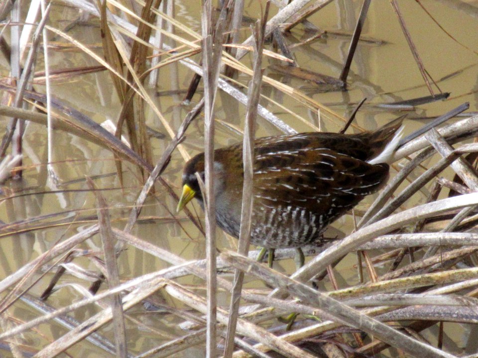 Sora @ Alviso Slough