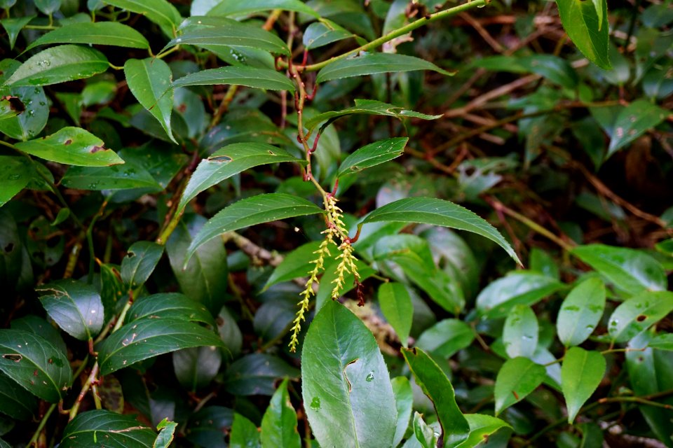 plant dog hobble Pink Beds Pisgah NF ncwetlands KG