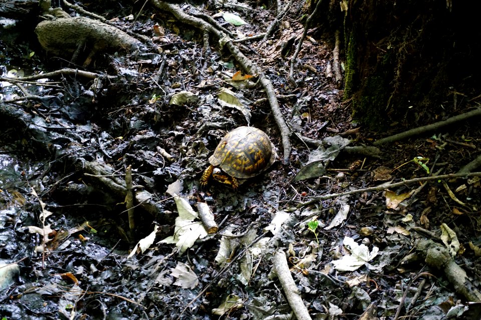 reptile box turtle Lower Roanoke River Wetlands Gameland ncwetlands KG (1)