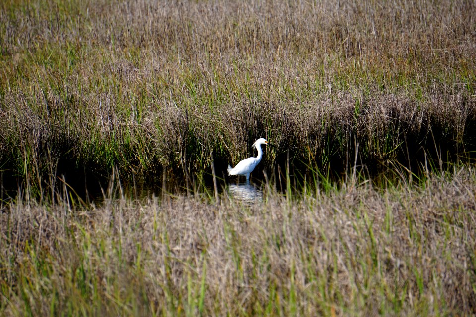 bird snowy egret fort fisher state recreation area ncwetlands KG (1)