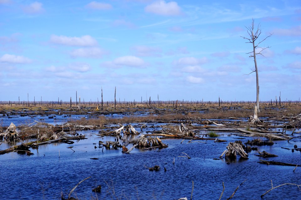 scene burned area Dismal Swamp SP ncwetlands KG (9)